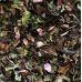 Buy EveningGroove Happy Tea - 12 grams